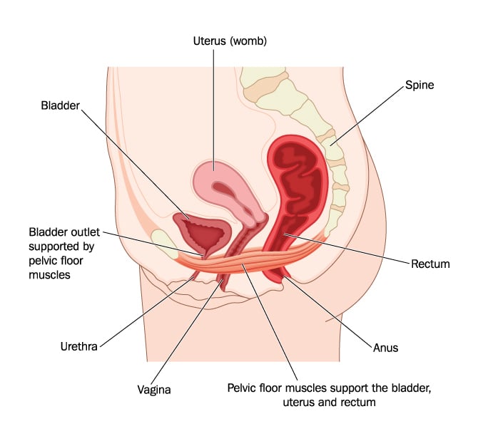 Pelvic Floor Strong